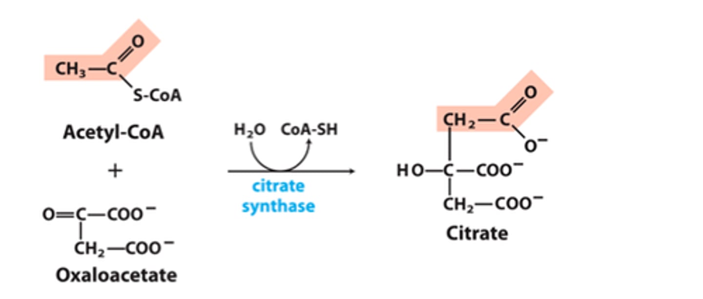 <p>reactant: acetyl-CoA + OAA</p><p>enzyme: citrate synthase (H2O -> CoA-SH)</p><p>product: citrate</p><p>- Claisen condensation</p><p>- large negative delta G, highly regulated</p><p>- lots of energy from hydration of thioester in acetyl-CoA</p>