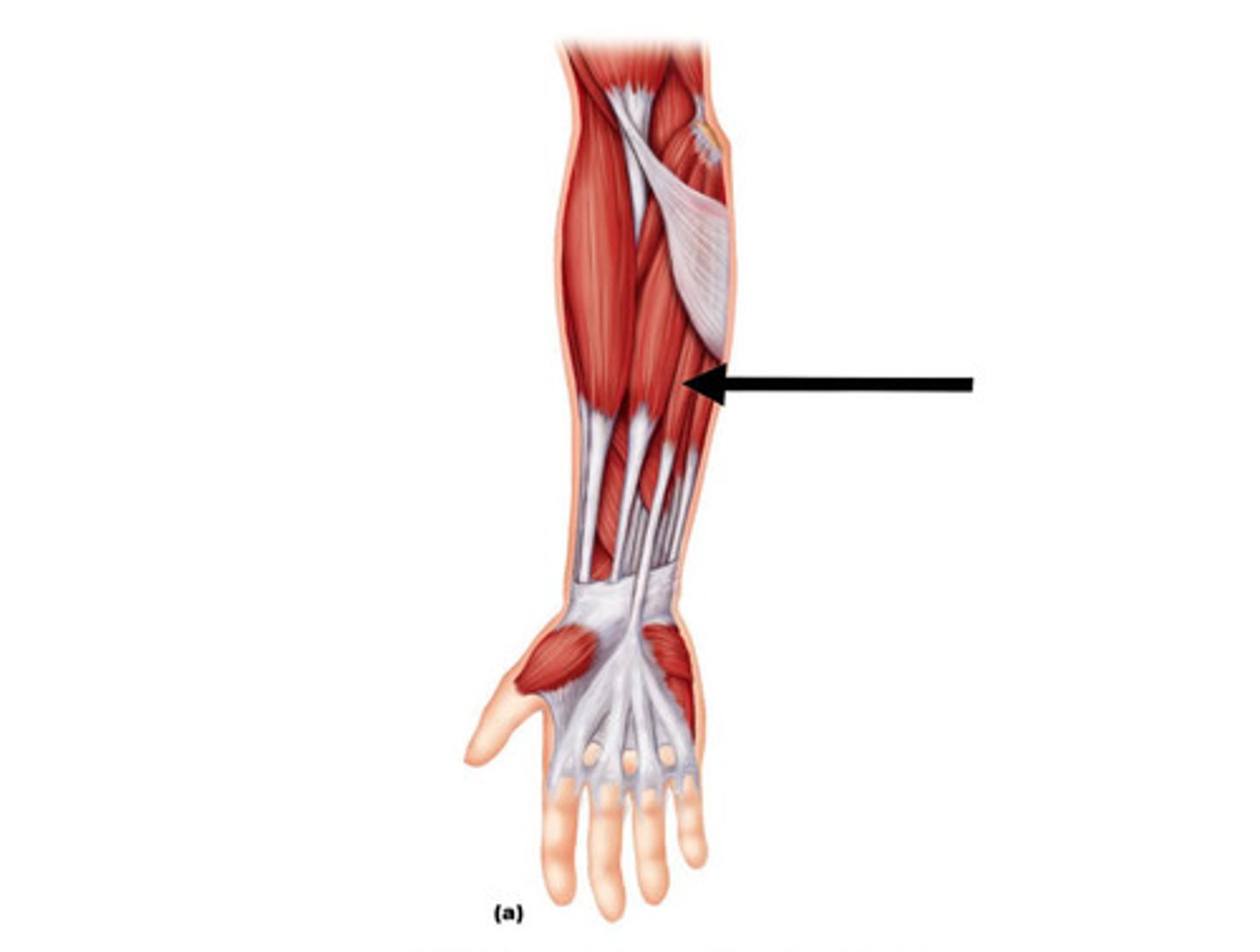 <p>Action: tenses skin and fascia of palm during hand movements<br><br>Origin: medial epicondyle of humerus<br><br>Insertion: Palmar aponeurosis</p>