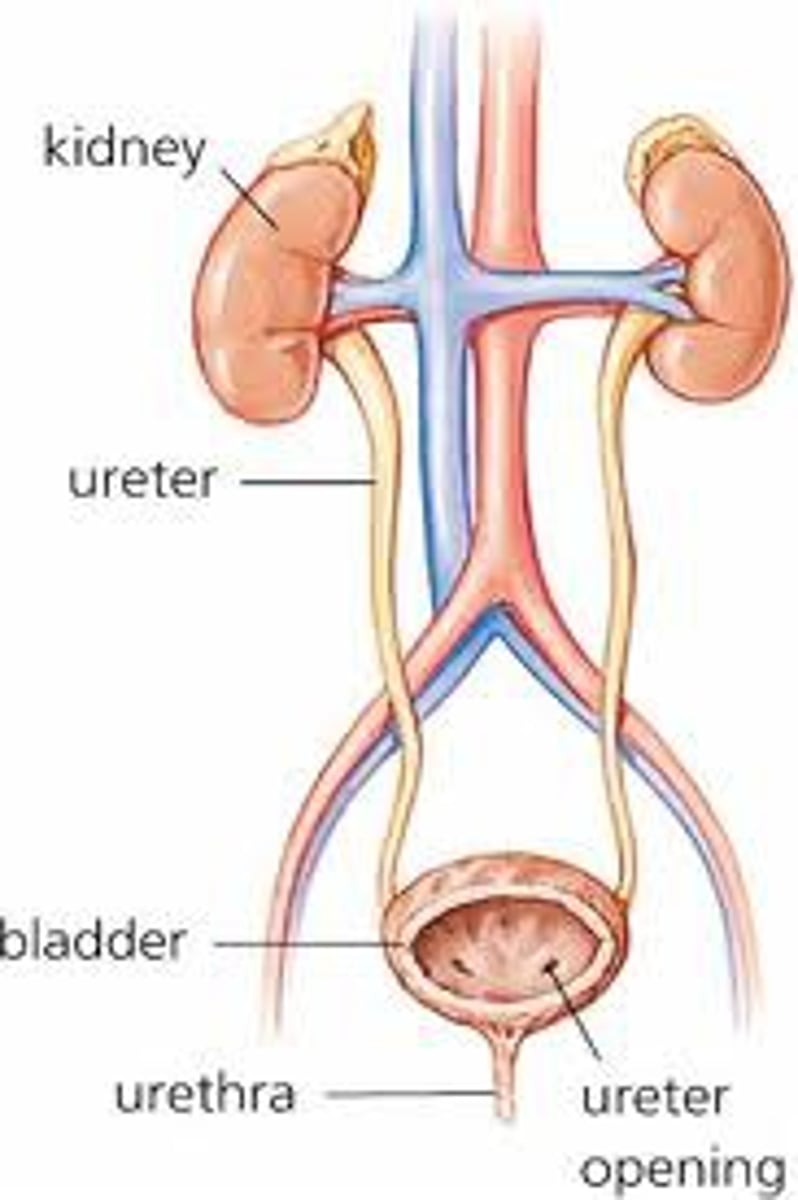 <p>The tube that carries urine out of the body</p>