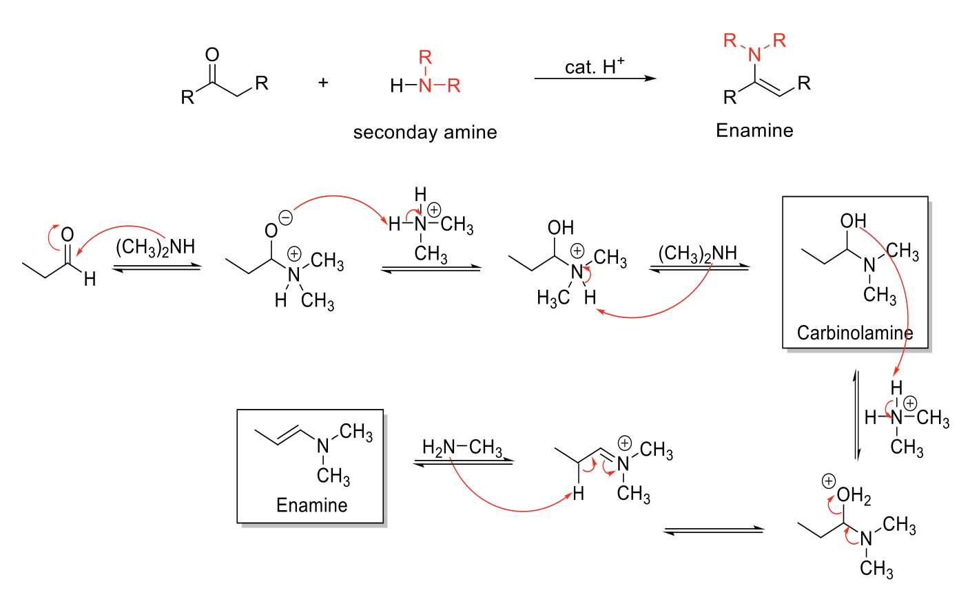 <p><strong>Notes:</strong></p><p>From secondary amines (HN-R<sub>2</sub>)</p><p>Forms Enamines (Amine next to C=C).</p><p>Carbinolamine intermediate.</p><p></p><p><strong>Mechanism:</strong></p><p>R<sub>2</sub>NH<sub> </sub>attacks carbonyl carbon. -O<sup>-</sup> is protonated. R<sub>3</sub>NH<sub>1</sub><sup>+</sup> is deprotonated. Carbinolamine formed.</p><p>-OH is protonated. Formation of C=N bond kicks out H<sub>2</sub>O. Elimination reaction to form C=C and removes NR<sub>3</sub><sup>+</sup> charge.</p>