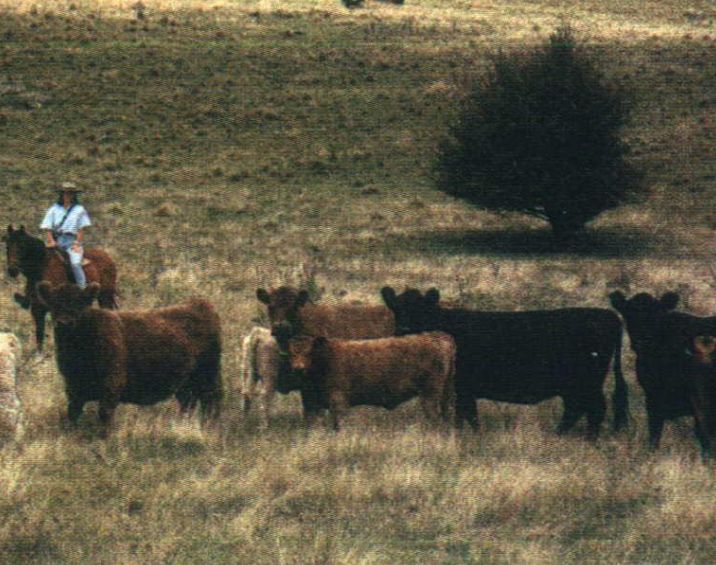 <p>Breed, type, and place of origin?</p>