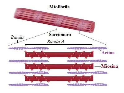 <p>unidade funcional e estrutural da contração muscular, segmento da miofibrila entre duas linhas Z consecutivas</p>