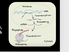 <p>RNA polymerase reads through a termination sequence and dissociates from the DNA , the RNA is immediately ready for translation</p>