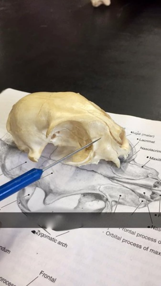 knowt flashcard image