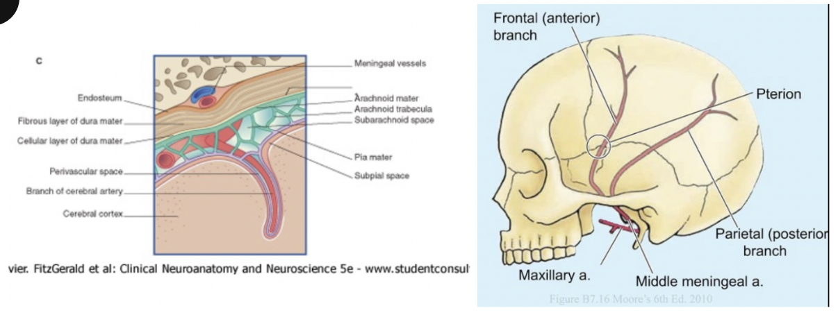 <ul><li><p>Embedded in the endosteum of the skull</p></li><li><p>Most important/largest — middle meningeal artery</p><ul><li><p>Branch of the maxillary artery &amp; enters into the skull via the foramen spinosum in the middle cranial fossa</p></li><li><p>Runs very close to the bone, over the inner surface of the parietal &amp; temporal bones</p></li><li><p>Due to its proximity to the bone, in case of fracture of the skull, there is a high risk of damaging the middle meningeal artery — especially if the fracture is near the Pterion</p></li></ul></li></ul>