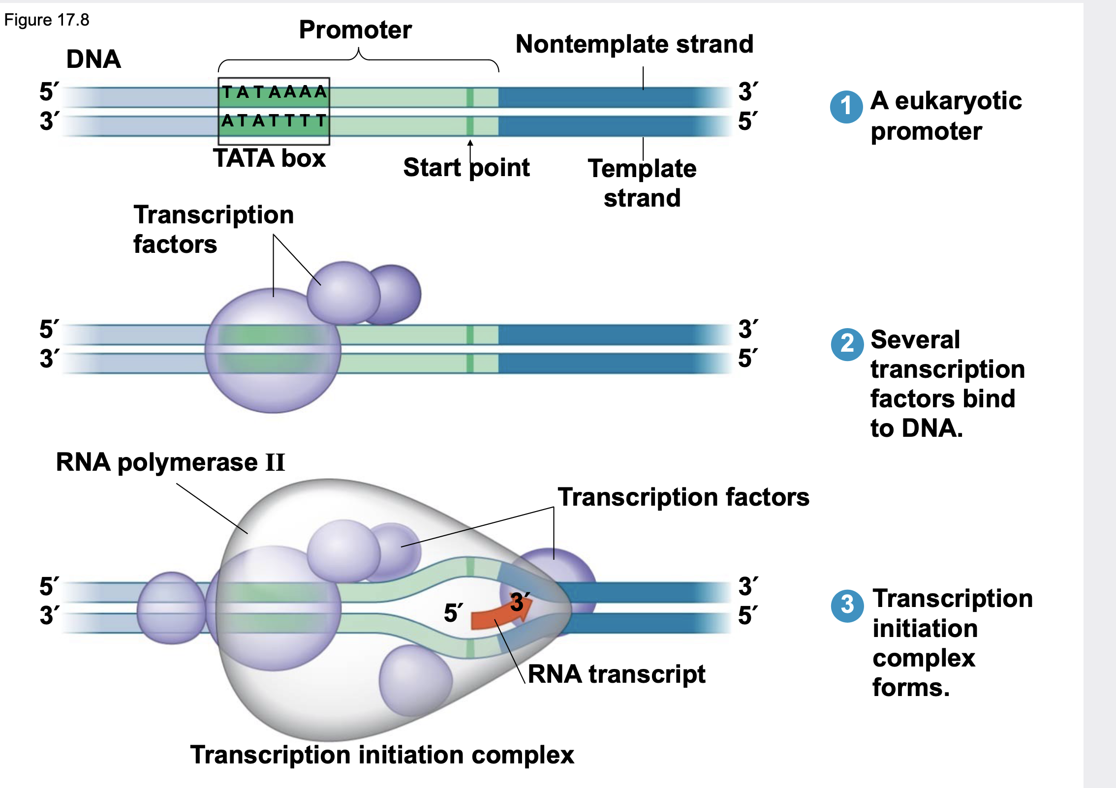 <p>.Promoters mark the transcriptional start point and usually extend several dozen nucleotide pairs upstream of the start point.</p><p>.Transcription factors are proteins that bind to the promoter and are required for the binding of RNA polymerase and the initiation of transcription.</p><p>.The completed assembly of transcription factors and RNA polymerase II bound to a promoter is called a transcription initiation complex.</p><p>.A sequence in the promoter called a TATA box is crucial in forming the initiation complex in eukaryotes</p>