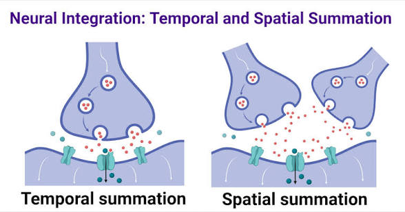 <p>spatial summation</p>