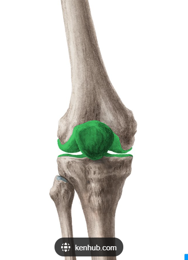 <p>What kind of <strong>Synovial Joint </strong>is the Tibiofemoral Joint?</p>