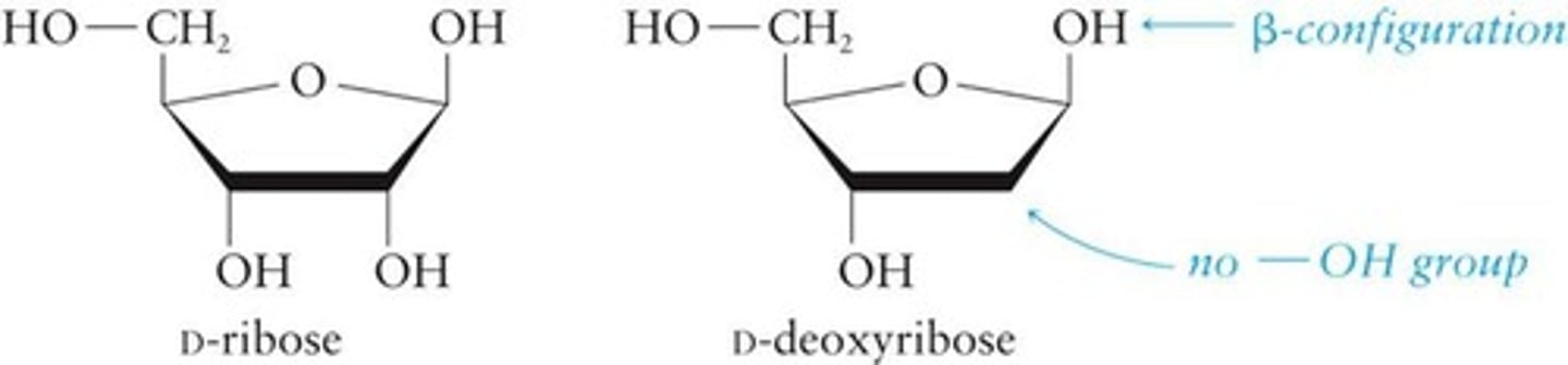 <p>Sugar in RNA, has a hydroxy group at 2'.</p>