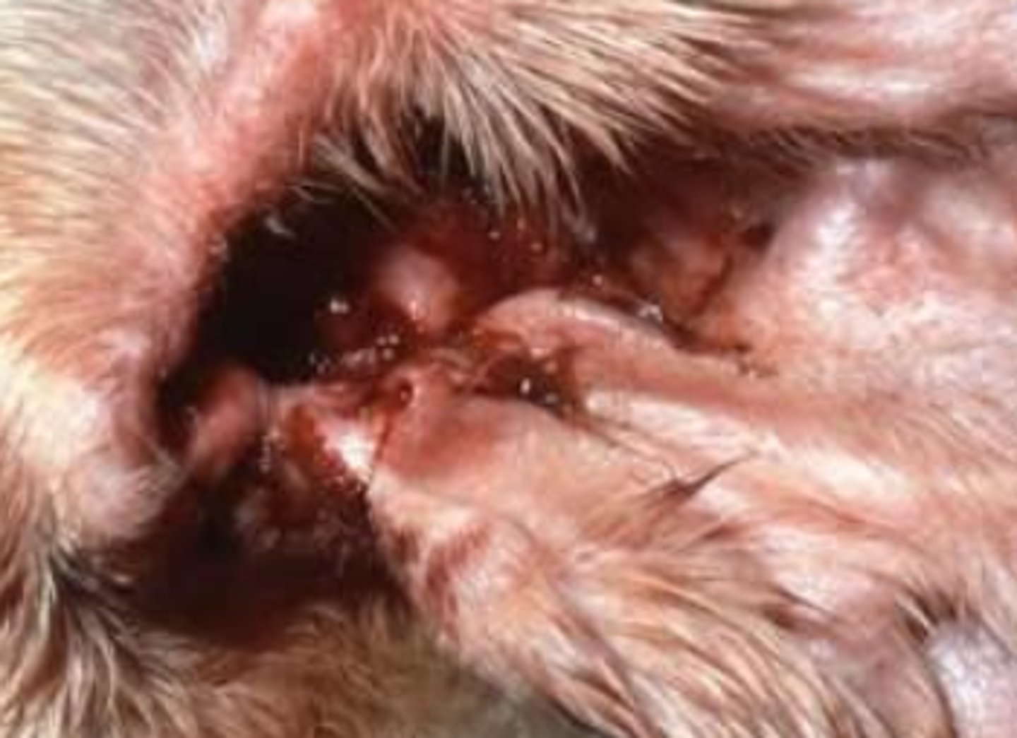 <p>what is the etiological agent?</p>