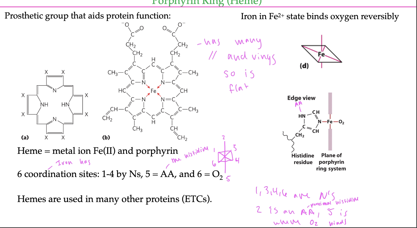<ul><li><p>a prosthetic group that enables the Fe2+ of it to bind to oxygen in a myoglobin protein</p></li><li><p>has many c=c bonds and rings, so is flat/2D</p></li><li><p>has 6 coordination sites off the Fe2+</p><ul><li><p>4 of which bind to N atoms</p></li><li><p>1 binds to oxygen</p></li><li><p>1 binds to the histidine residue</p></li></ul></li></ul><p></p>
