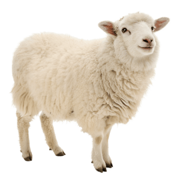 <p>Why does a sheep’s systematic loop have to work slightly differently than a human?</p>