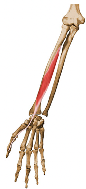 action: 

FLEXION of thumb carpometacarpal, metacarpophalangeal, & interphalangeal joints 
