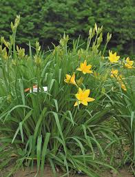 <p><span>Hemerocallis spp. and cv. / Day lily</span></p>