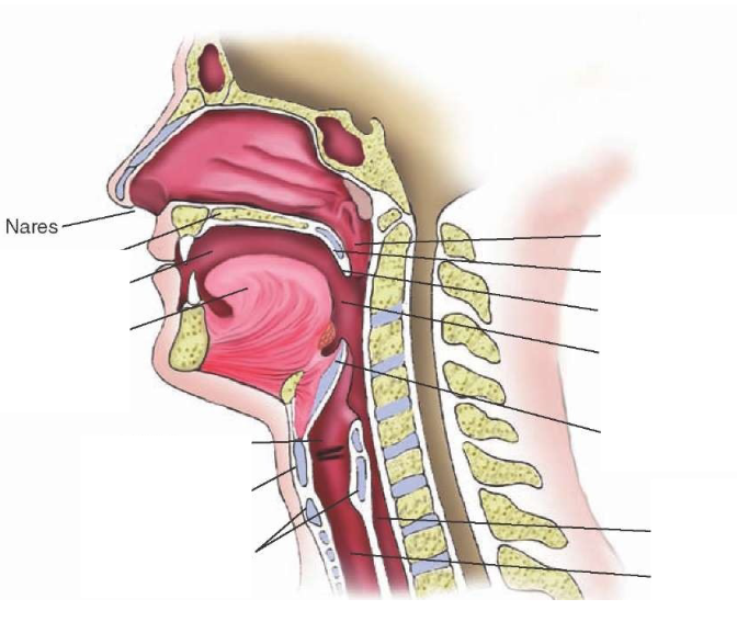 <p>Nasal Cavity</p>