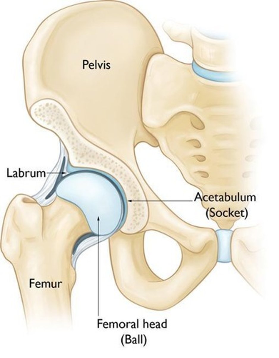 <p>It serves as the socket for the head of the femur in the hip joint.</p>