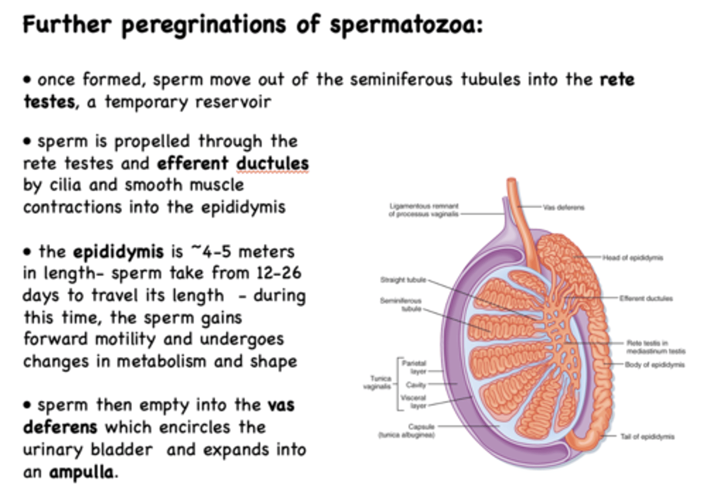 <p>ductus (vas) deferens</p>
