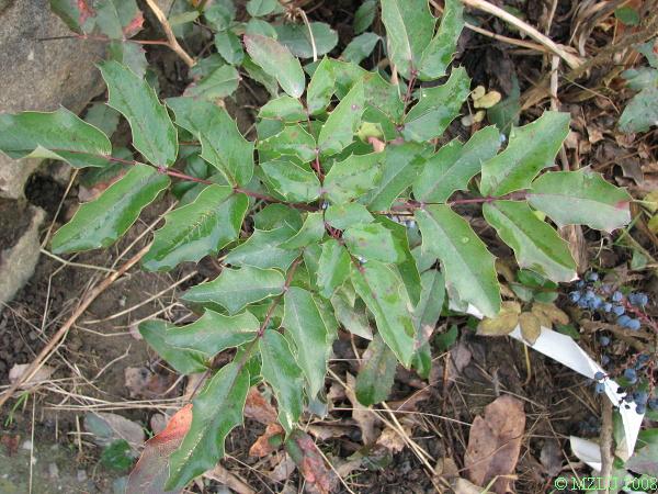 <p><span><em>Mahonia aquifolium</em></span></p>