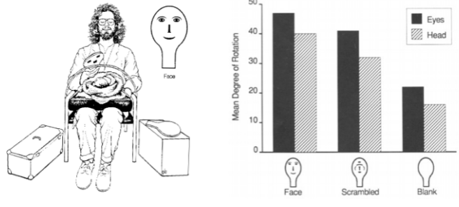 <ul><li><p>Waved paddle over visual field of baby - looked at whether baby moved head/eyes to look at it.</p></li><li><p>Newborn infants prefer standard faces over scrambled.</p></li></ul><p></p>