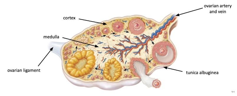 <ul><li><p>produce oocytes (oogenesis) in cortex</p></li><li><p>produce estrogen and progesterone (sex hormones)</p></li></ul><p></p>