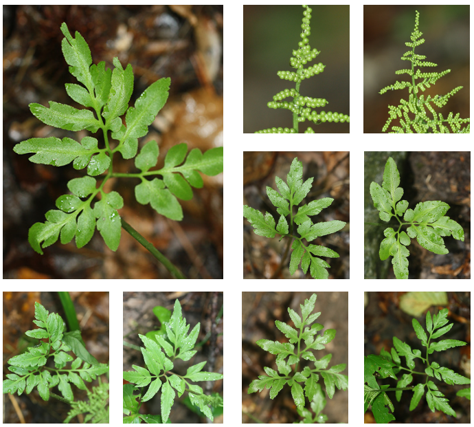 <p>Cutleaf grapefern</p>