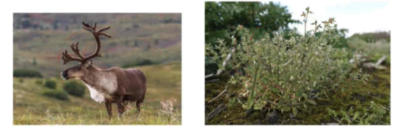 <p>Disruption to synchrony of events by climate change ex: Caribou &amp; Arctic mouse ear</p>