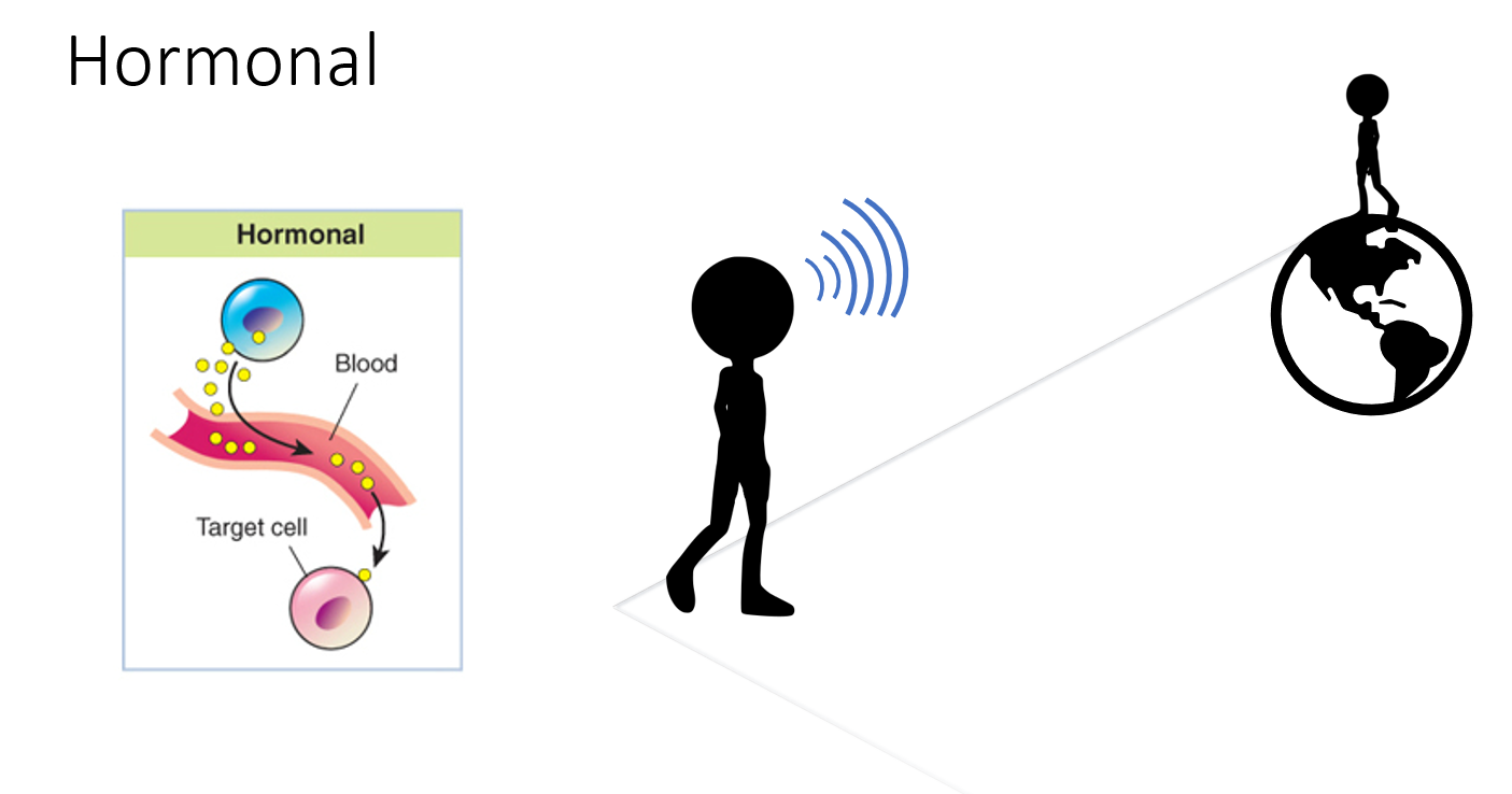 <p><span>The cell secretes molecules that goes in the blood stream to reach a distant cell.</span></p><p><span>Ex. When you WhatsApp you parent by obligation while you are travelling.</span></p>