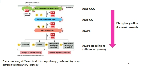 <p>A downstream phosphorylation cascade </p><p>Ras, Raf, Mek, Erk </p>