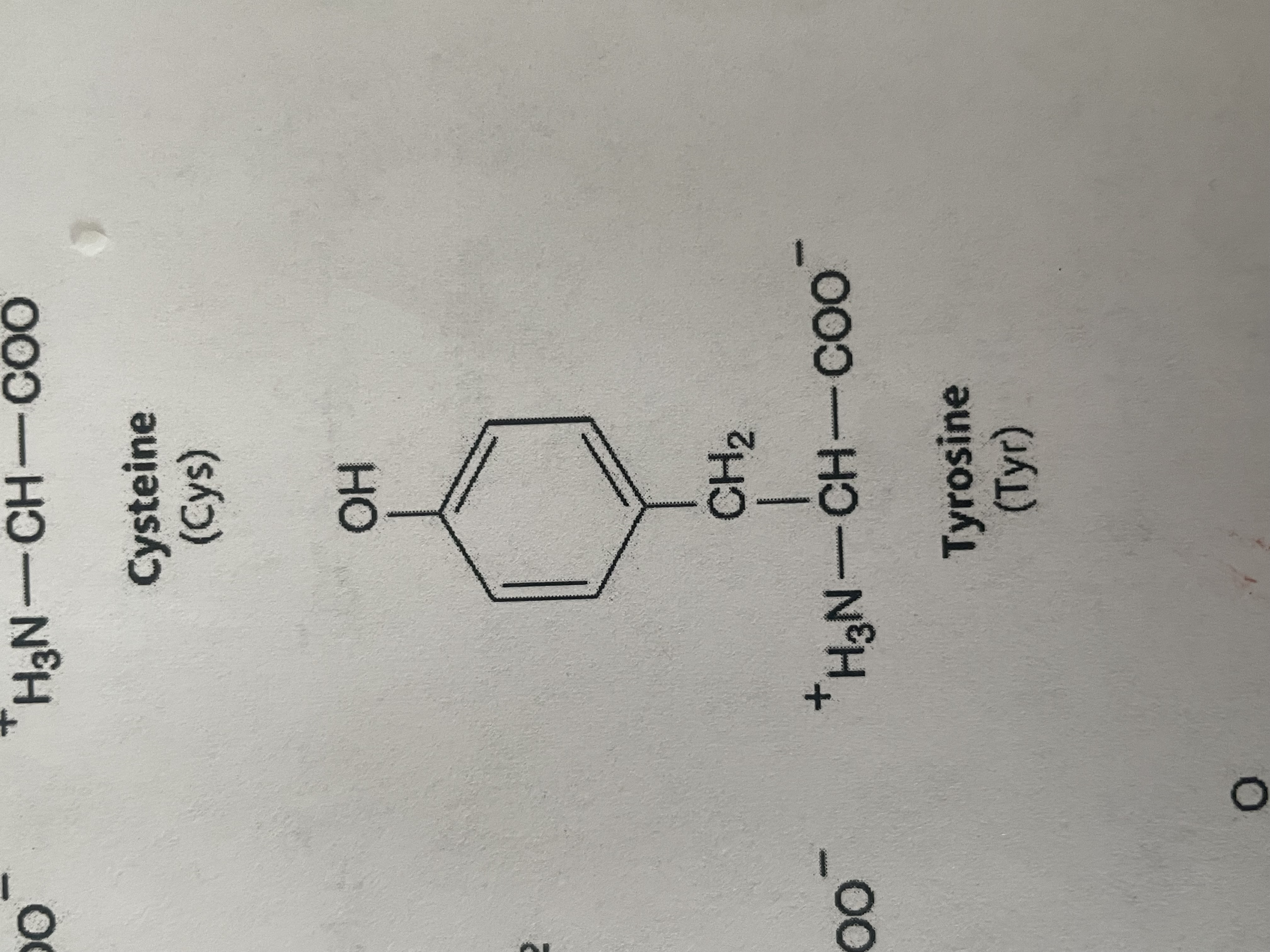 <p>polar (hydrophilic) </p>
