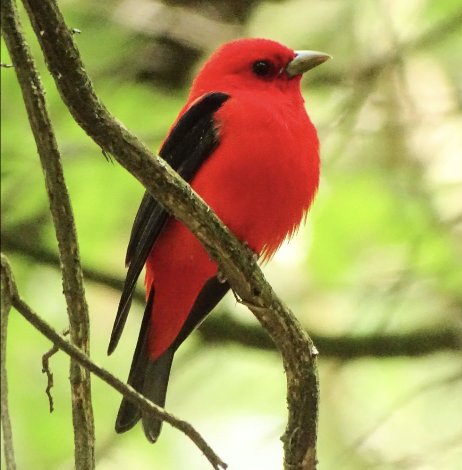 <p>What is this bird?</p>