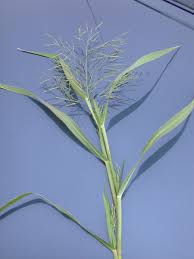 <p>Fall Panicgrass</p>