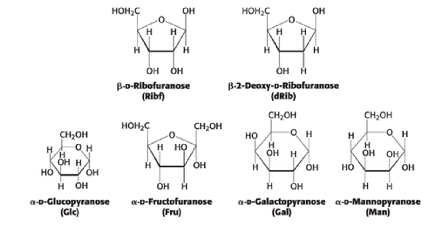 <p>ring formation where the open chain forms of these sugars cyclize into rings</p>