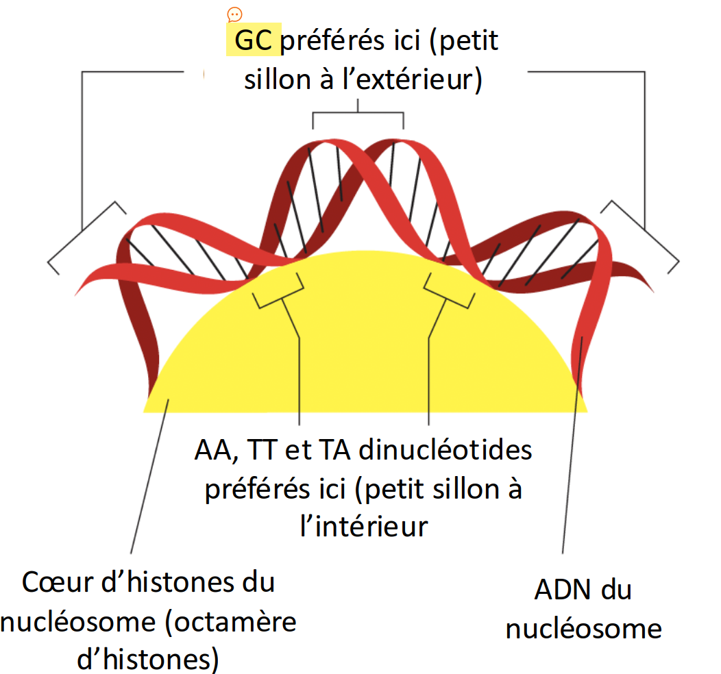 <p>dinucléotides AA, TT et TA, peuvent</p><p>diriger le positionnement d’un nucléosome,</p><p>car ils sont plus faciles à replier</p>