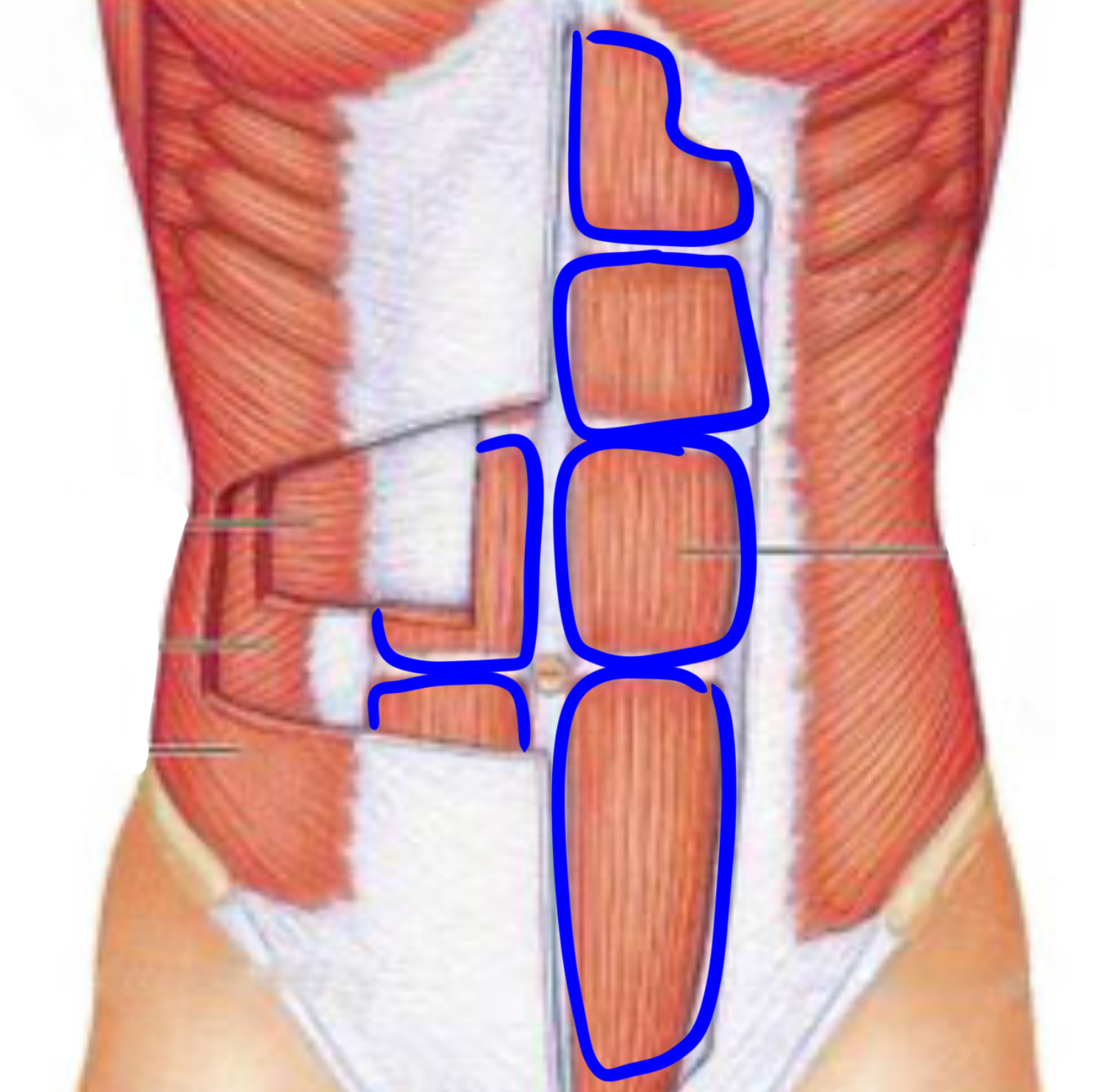 knowt flashcard image