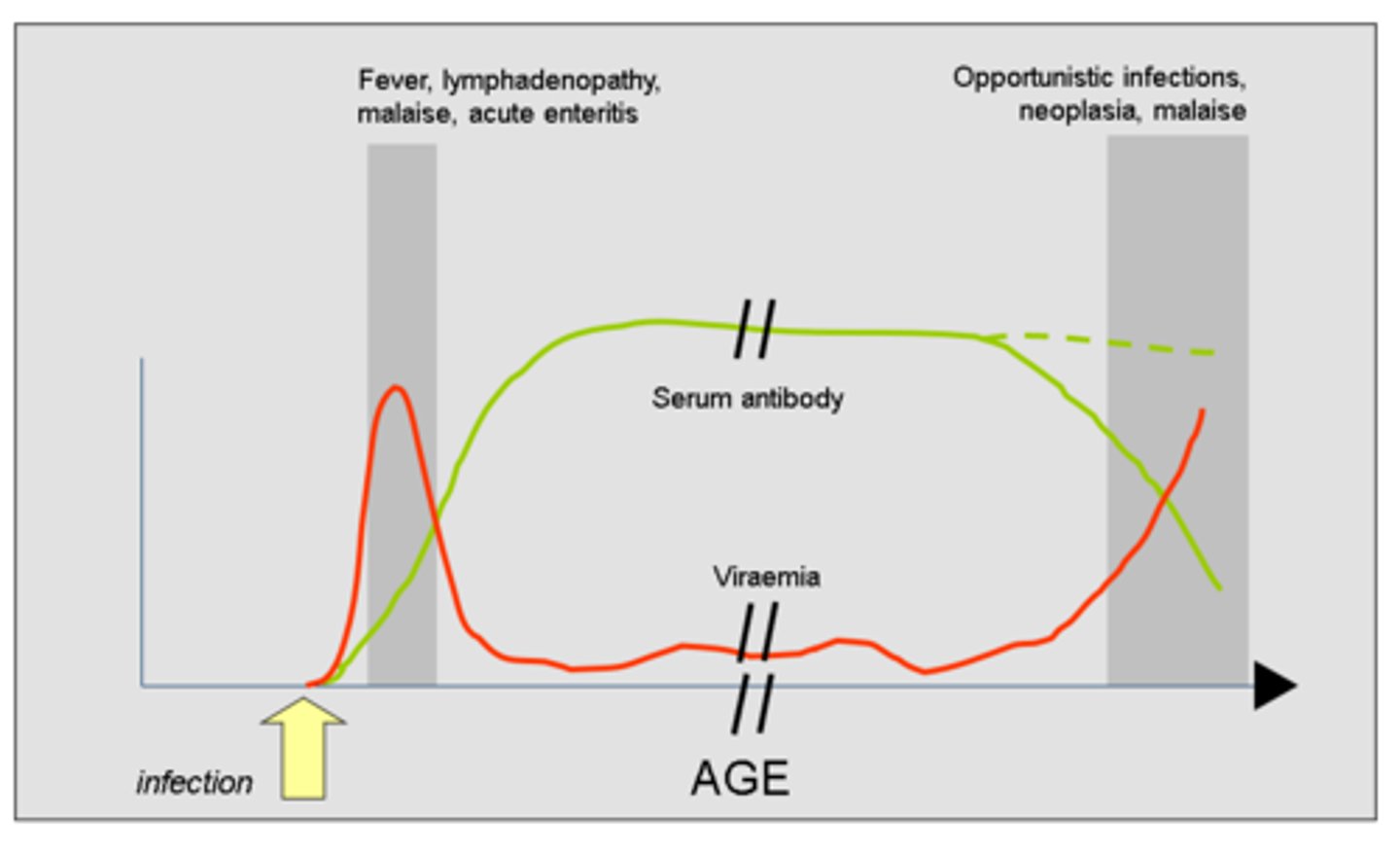 <p>1) Virus in blood rapidly decreases over 1 week<br>2) Then the virus decreases in levels as serum antibody increases massively<br>3) After a few weeks, the levels of viraemia decreases but serum antibody remains high<br>4) 4-6 weeks post-infection serum antibody levels begin to decline and viraemia reoccurs</p>