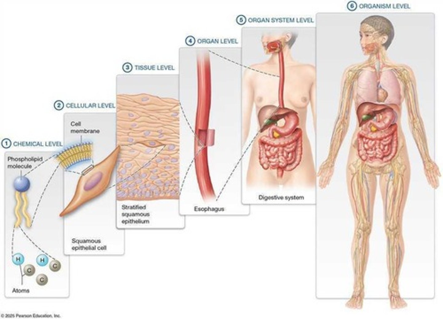 <p>Study of the structure of the human body.</p>