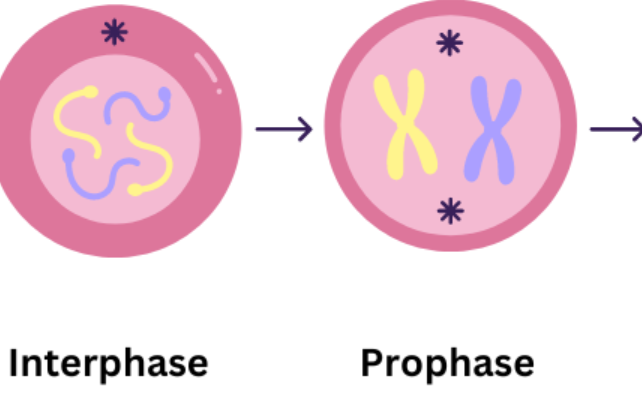 <ul><li><p>chromatin condenses into visible chromosomes, each made up of two chromatids (identical)</p></li><li><p>centrioles move towards poles of the cell</p></li><li><p>this forms a network of protein fibres across cell called spindle fibres</p></li><li><p>nuclear envelope breaks down</p></li></ul><p></p>