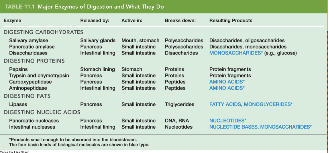 <p>Carbs</p><ul><li><p>salivary amylase: salivary glands; mouth and stomach active; breaks down polysaccharides; results in disaccharides and oligosaccharides</p></li><li><p>pancreatic amylase: pancrease: small intestine: polysaccharides: disaccharides and monosaccharides:</p></li><li><p>disaccharidases</p></li></ul><p>Trypsinogen and chymotrypsinogen are activated in the lumen of the small intestine at a neutral ph</p><p>LOOK AT TABLE TO FINISH</p>