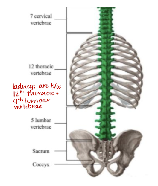 <p>12th thoracic and 4th lumbar vertebrae</p>
