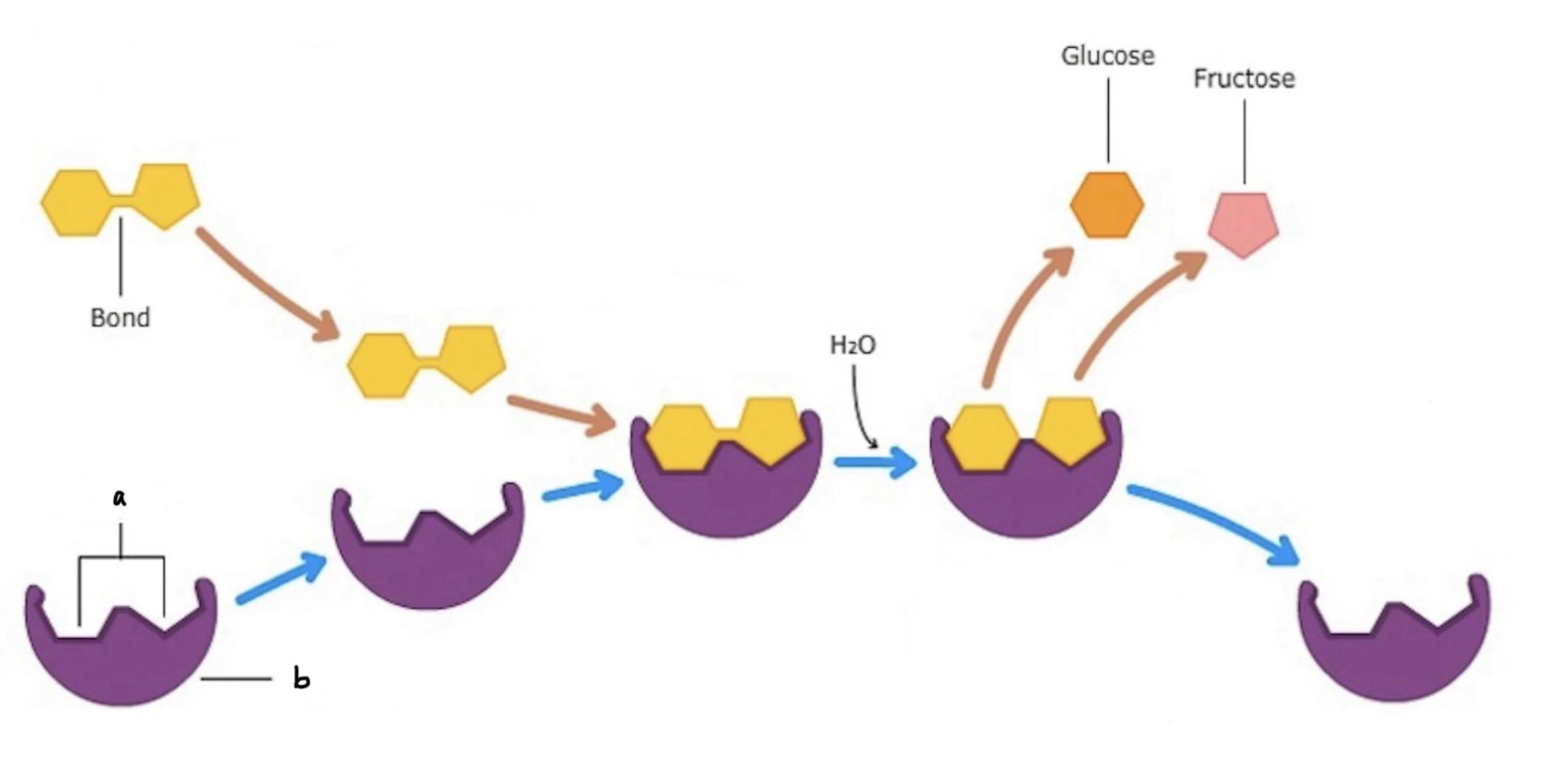 <p>order the following steps of the enzyme process</p><p>a) products are released</p><p>b) substrates bind to the active site</p><p>c) active site is now available, enzyme is unaltered and can now be reused</p><p>d) active site changes shape very slightly, enfolding the substrate (induced fit)</p><p>e) substrates are held in the active site, which lowers the activation energy, increasing reaction rate</p><p>f) substrates/reactants are converted to products</p><p></p>