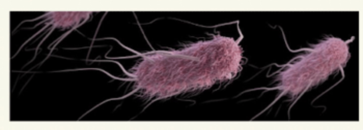 <p>la característica que permite que E. coli se adhiere a los receptores de las células epiteliales intestinales</p><p>una vez adherida, se produce la shigatoxina para 48h</p>