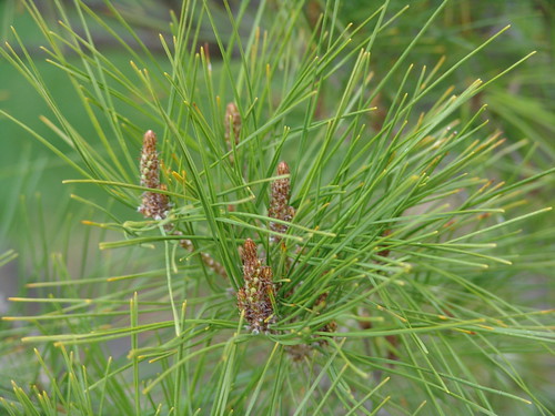 (Pinus resinosa)