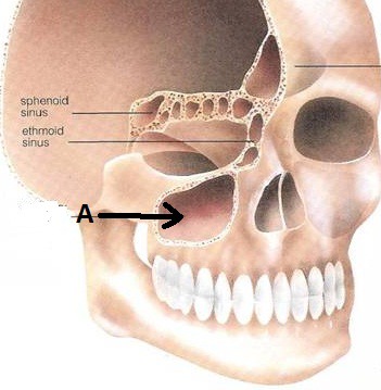 <p>Air-filled cavity within a bone</p>