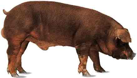 <p>This boar breed originates in New York. They have drooping ears that turn down and are colored light brownish red to dark brownish red</p>