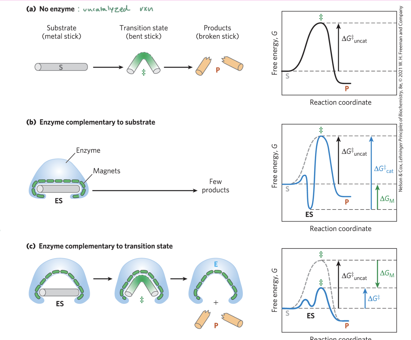 <p>the transition state (of the substrate)</p><ul><li><p>otherwise the rxn would not occur</p></li><li><p>it enables the product to actually be made since the substrate changes into the transition state so that it can bind to the enzyme better</p></li></ul><p></p>