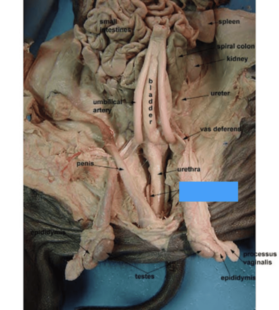 <p>Bulbourethral glands</p>