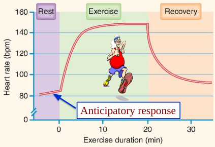 \-resting HR

\-↓ with age & endurance training