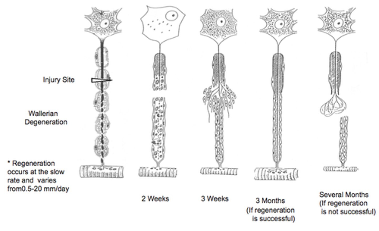 <p>Undamaged axons grow new nerve endings to reconnect neurons whose links were injured or severed.</p>