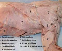 <p>Origin: Scapular spine</p><p>Insertion: Deltoid ridge of humerus</p><p>Action: Pulls humerus forward and abducts it</p>