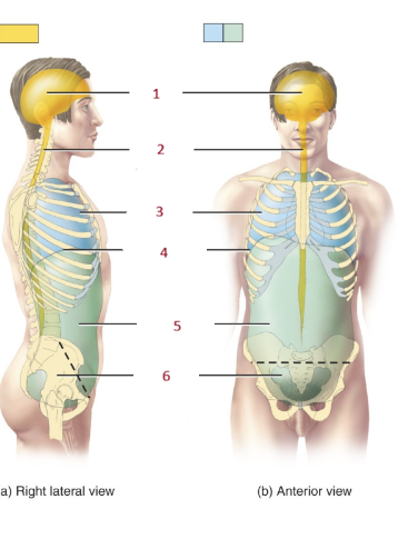 <p>Thoracic cavity</p>